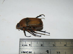 Aphanesthes succinea