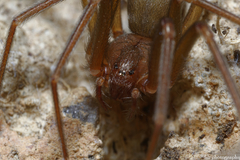 Loxosceles rufescens