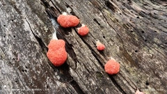 Tubifera ferruginosa