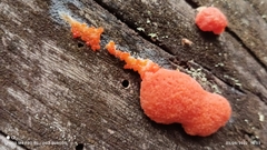 Tubifera ferruginosa