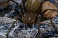 Loxosceles rufescens