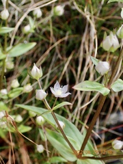 Swertia macrosperma