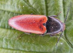 Ampedus cinnaberinus