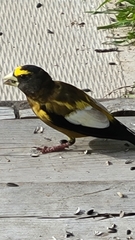 Coccothraustes vespertinus