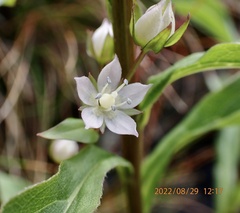 Swertia macrosperma