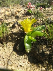 Ruschieae