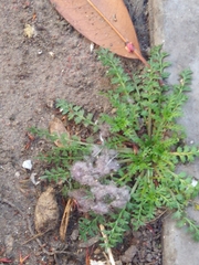 Lepidium didymum