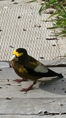 Coccothraustes vespertinus