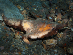 Ogcocephalus corniger