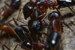 Camponotus barbaricus