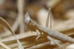 Apteromantis aptera