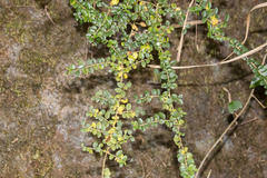 Ligustrum microcarpum