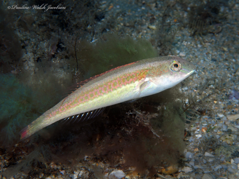 Bluelip Parrotfish