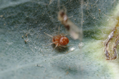 Ruborridion musivum