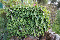 Hedera rhombea