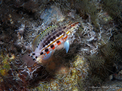 Serranus baldwini