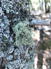 Usnea hirta