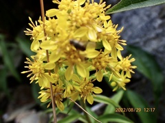 Solidago decurrens