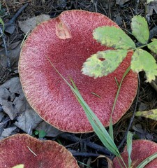 Suillus asiaticus