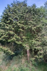 Chamaecyparis formosensis