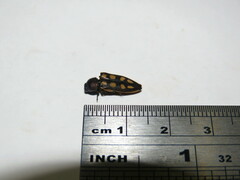 Castiarina crocicolor