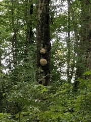 Climacodon septentrionalis