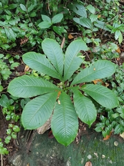 Amorphophallus paeoniifolius