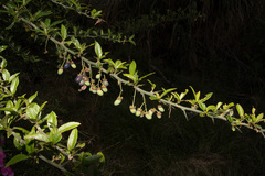 Prinsepia scandens