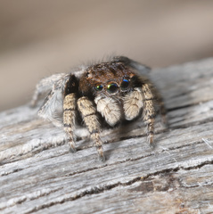 Maratus vespertilio