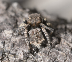 Maratus vespertilio