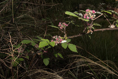 Rubus mesogaeus