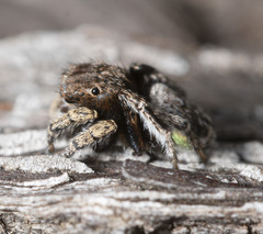 Maratus vespertilio