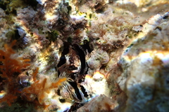 Lithophaga lithophaga