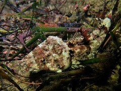 Thysanophrys cirronasus