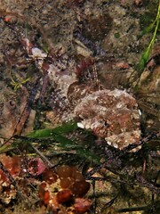 Thysanophrys cirronasus