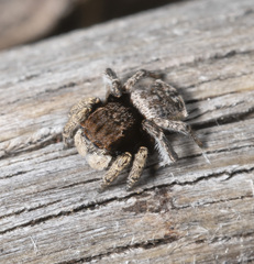 Maratus vespertilio