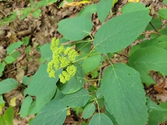 Hydrangea arborescens