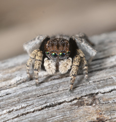 Maratus vespertilio