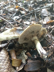 Suillus viscidus