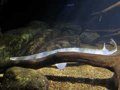 Scaphirhynchus platorynchus