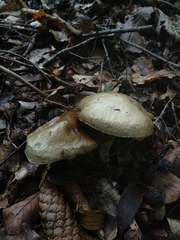 Suillus viscidus