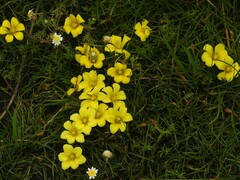 Moraea fugacissima