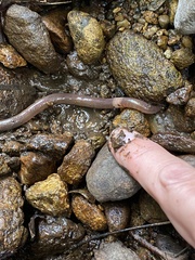 Lumbricus terrestris