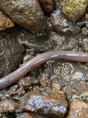 Lumbricus terrestris