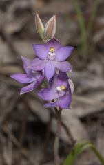 Thelymitra nuda