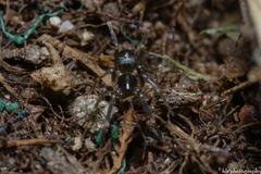 Phrurolithidae