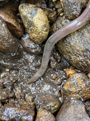 Lumbricus terrestris