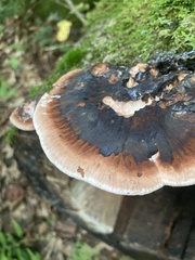 Ischnoderma resinosum