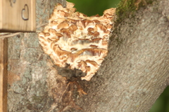 Climacodon septentrionalis