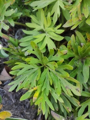 Anemonastrum sibiricum